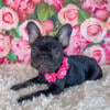 AKC French Bulldog / Frenchie