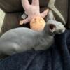 1 yo Sphynx female unspayed