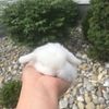 Purebred Holland Lop baby Bunny Rabbits! Adorable & Litter trained