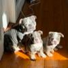 English bulldog puppy 