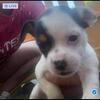 Pure bred Chihuahua puppies