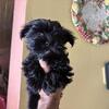 Kb black Yorkie male