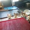 For Sale - Siberian Husky Puppies- Cheap!