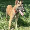 Belgian Malinois puppies!!!