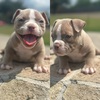 American Bully! 3200 message me if interested