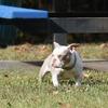 Real micro bully female puppy 5moths yes !!