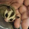 Sugar Gliders babies