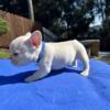 French Bulldog Micro Puppies Bay Area