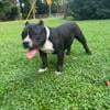 Pocket bully FEMALE RUNTZ x TRiNA pup LAST available pup ( female )