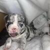 EXOTIC MICRO American Bully Puppies