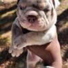 Fire A Exotic American Pocket Bully Pups