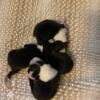 Boston Terrier puppies ready to g reserve your baby today. 2 girls one male left