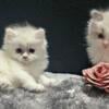 Male & Female Minuet Munchkin