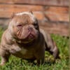 Exotic bully female 9 month