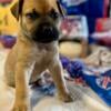 Boerboel pups born 9/2 ready for furever homes