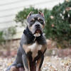 4 yr old American bully