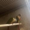 Greencheeks CONURE FOR SALE