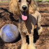 Standard Poodle (Female)