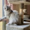 TICA Registered Maine Coon Stud Available