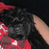 Two Shih Tzu & Poodle Mix (Coco & Pluto) 