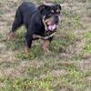 Female Olde English Bulldog