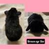 Holland lop bunnies *cheap*