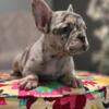 Lilac Tri Merle Female French Bulldog (Bad Bunny)