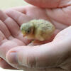 Baby button quail