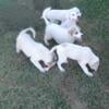 Great Pyrenees puppy's