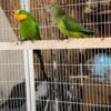 Pairs of superb parrots