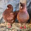 Modena Pigeon $75 Each