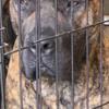 Presa canario open for stud