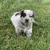 Female Blue Heeler for You!