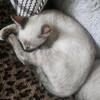 Snow bengal kittens