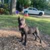 Male cane corso pup available