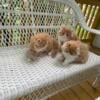 Long hair exotic /persian kittens for sell