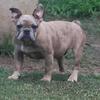Merle boy available European lines