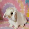 Holland Lop Bunnies - June take home - Pedigree - Health Warranty - Established Rabbitry