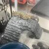 Leopard gecko