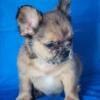 Fluffy French Bulldogs reduced