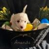 Bichon puppies for sale