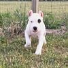 10 week old female pirate Dogo Argentino