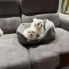 Maltese male and female puppy for sale in Illinois
