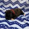 AKC Staffordshire Bull Terrier Puppies