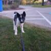 3 Month old Beautiful Akita puppies 2 girls left in Cleveland