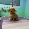 Toy Poodle x Bichon -poochon male