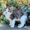 Pixie Bob (Bobtail) Male Kitten Gorgeous Markings