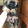 Shih tzu poodle mix puppies (Shih poo)