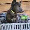 Wolfdog puppies 4346%