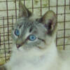 SIAMESE and SNOWSHOES  AVAILABLE NOW!